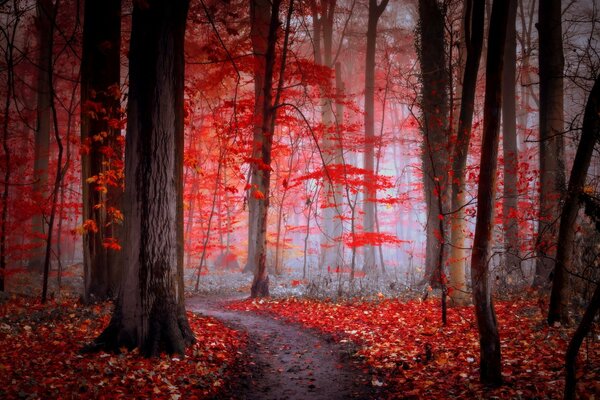 Rotes Laub im Herbstpark