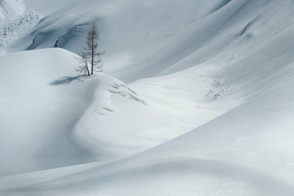 A lonely tree in the snow