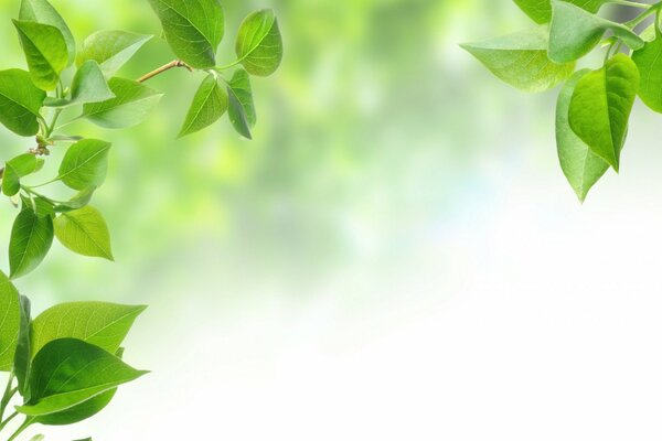 Hojas verdes en una rama de árbol