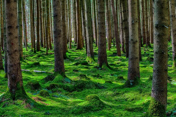 Green moss in coniferous trees