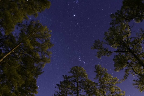 Ciel nocturne étoilé au-dessus des arbres