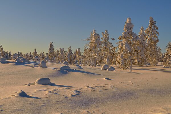 Снежные шапки на деревьях в солнечный день