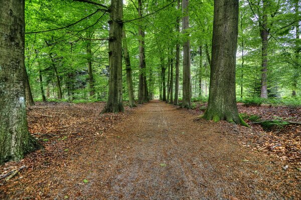 Grüne Bäume und eine mit Laub bedeckte Straße