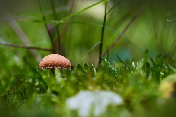 A lonely mushroom among the green grass