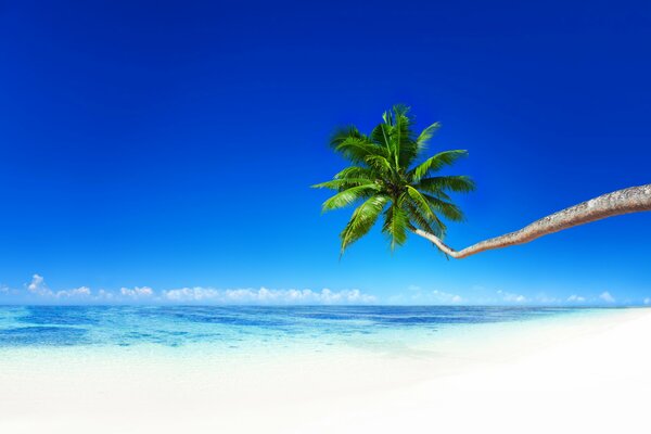 A lonely palm tree on the ocean coast