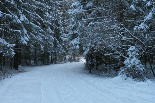 Die Winterstraße im Wald ist mit Schnee bedeckt