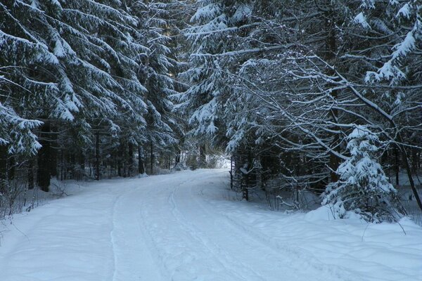 Strada invernale nella foresta coperta di neve