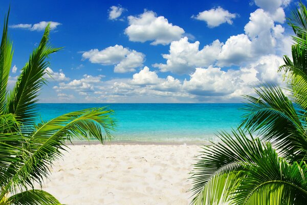 Un paraíso tropical con un océano Esmeralda y palmeras