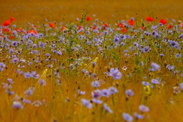 Campo con Fiordaliso spighette di grano e papaveri