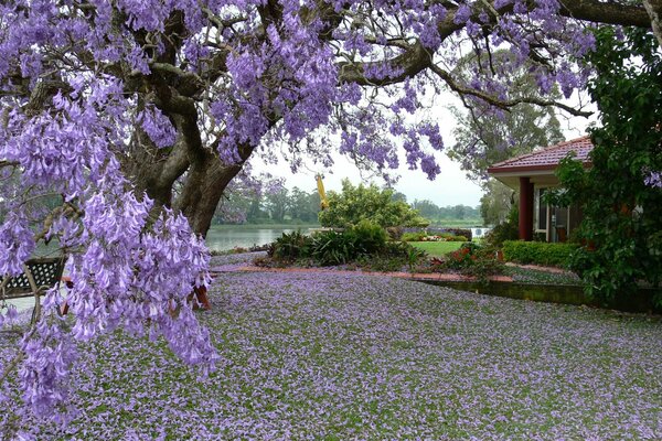 Arbre lilas en fleurs près de la cabane sur le lac