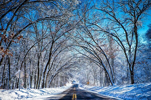 Camino por el bosque de invierno. Es bonito