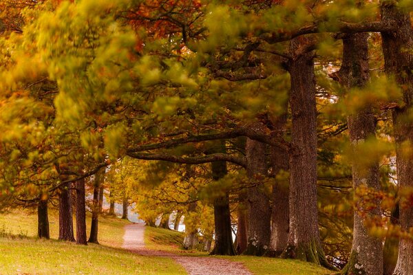 Oak Alley en el parque de otoño