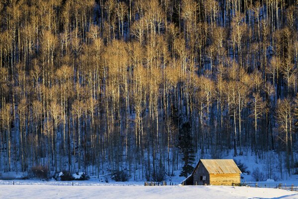 A barn in a snowy forest