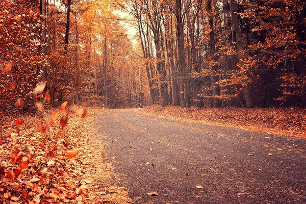 Orange and yellow leaves by the road in the forest