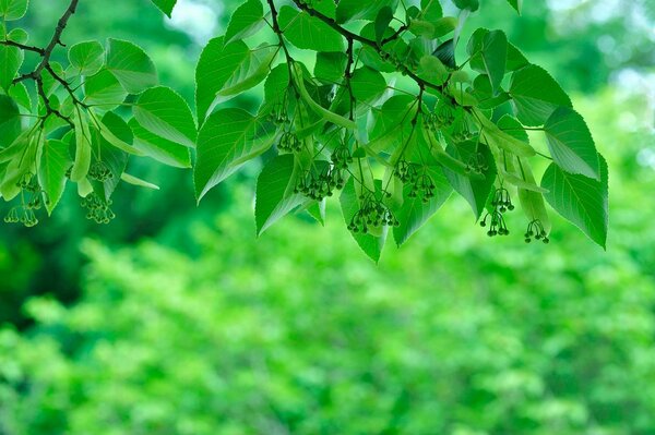 Follaje verde contra el fondo de la jungla