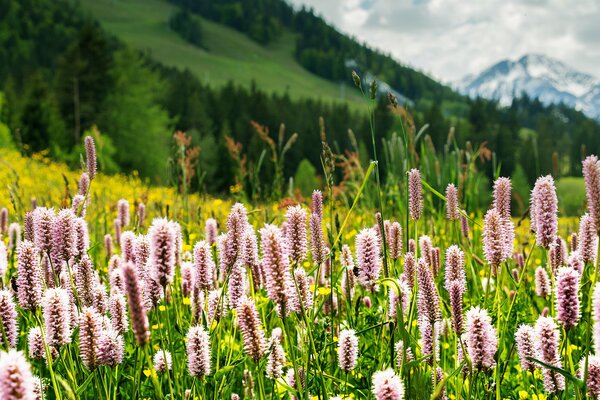 Flores, hierba en prados alpinos