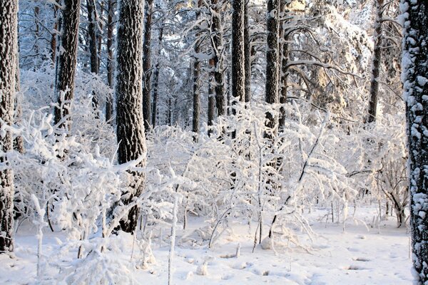 Wintermärchen im Wald