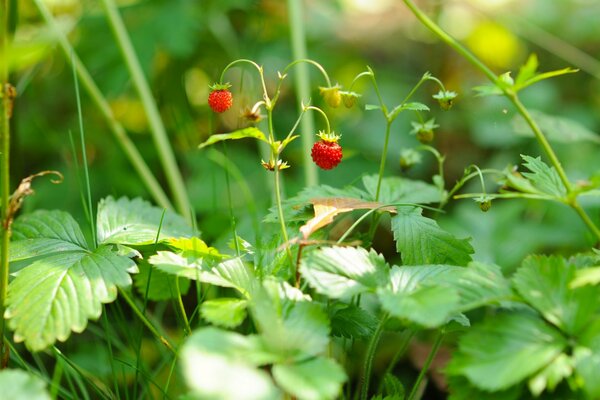 Erdbeerbeeren. Makroaufnahme