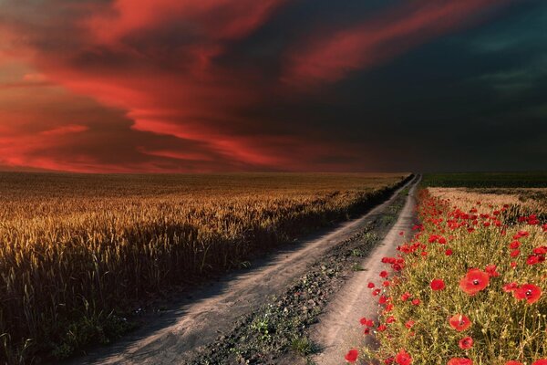 Campo de amapola a lo largo del camino de campo