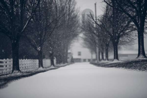 The trees are standing in the snow