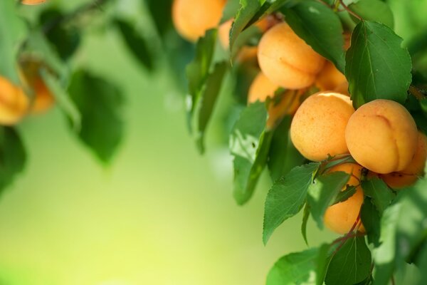 Apricots on a branch with a blurry background