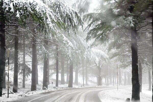 Winter forest, foggy road