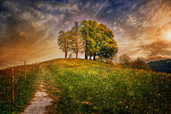 Swiss field with trees under clouds