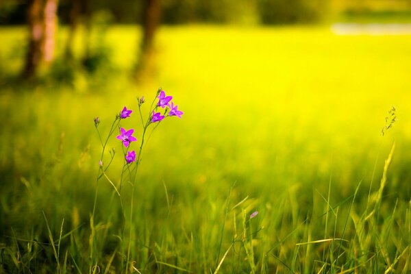 Fleur dans le champ en été