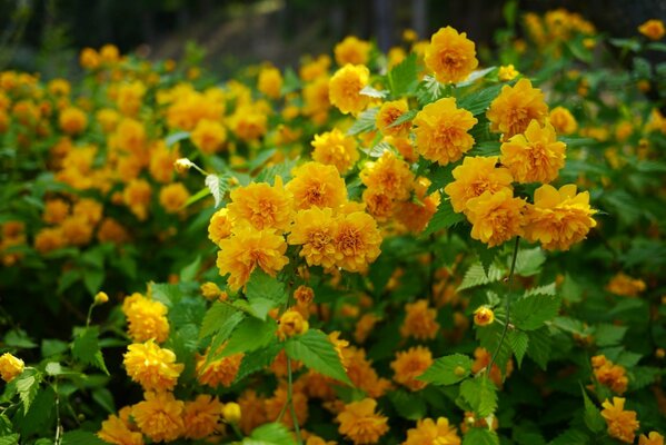 Arbustos de kerria japonesa en flor