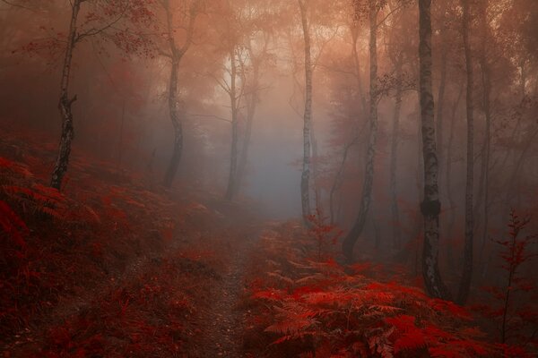 Foresta nebbia autunno luminoso