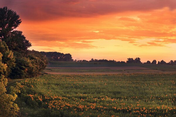 Bright sunset on the background of a field with sunflowers