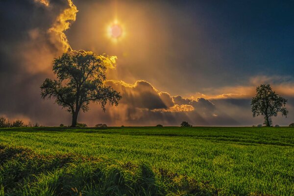 Sonnenstrahlen über einem Baum im Feld