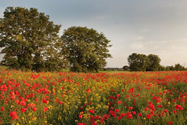 Feld mit schönen roten Mohnblumen