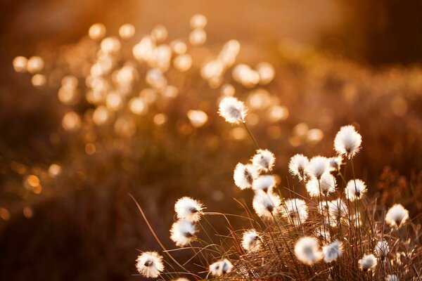 Fluffy flowers on a beige hillock