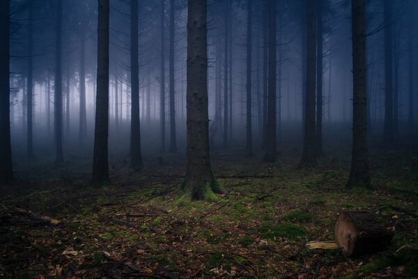 Image de forêt sombre sans verdure, brouillard dans la forêt
