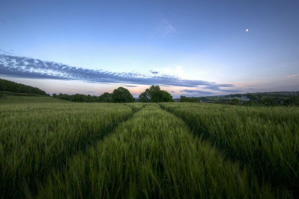 The riot of the green meadow in the twilight evening