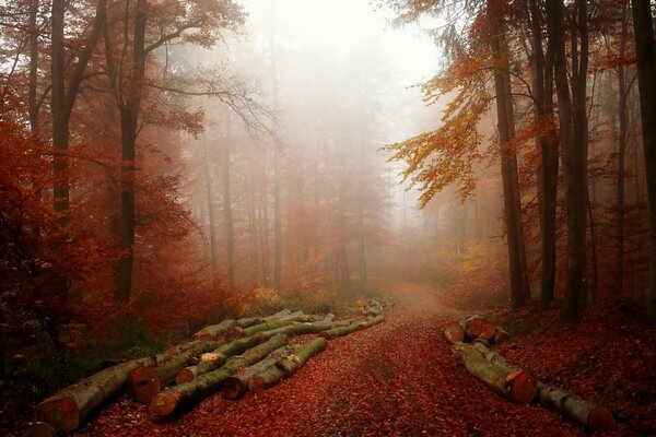 Sfumature del tardo autunno della foresta nebbiosa