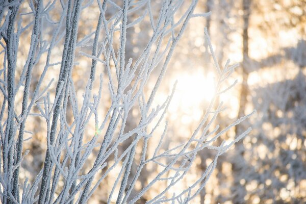 Zimowe słońce świeci przez gałęzie pokryte szronem