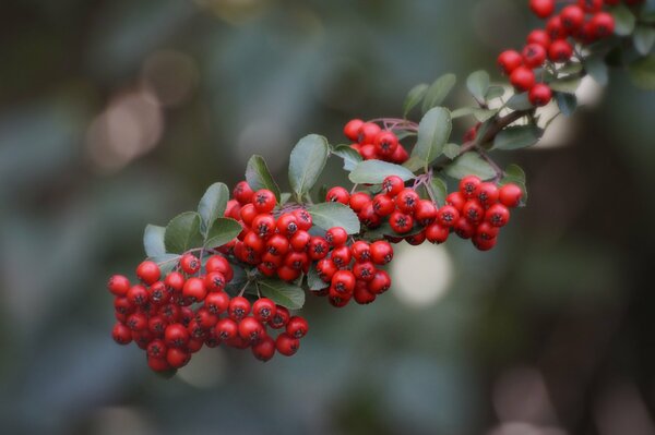 Rote Herbstbeeren auf einem Ast