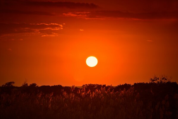 Sunset envelops the forest