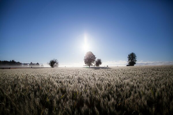 Un campo con spighe e alberi solitari sullo sfondo di un bellissimo cielo blu chiaro con un bagliore incomprensibile