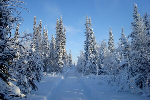 Ein frostiger, sonniger Tag. Straße im Wald