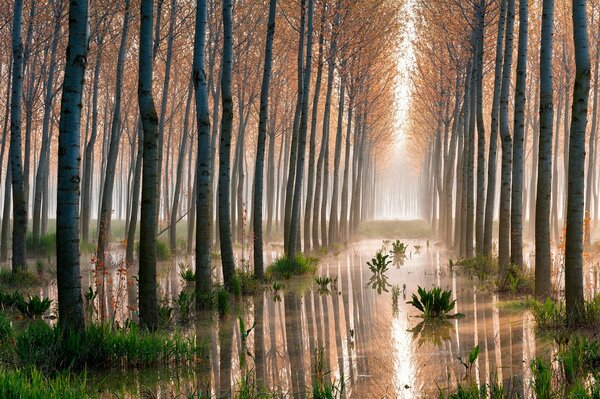 Forêt légère de trembles dans le marais