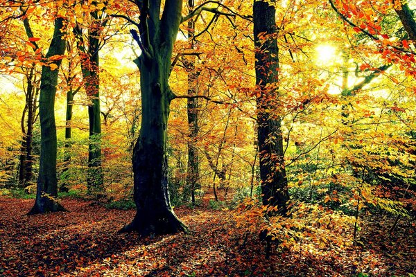 In autunno, il fogliame vola dagli alberi