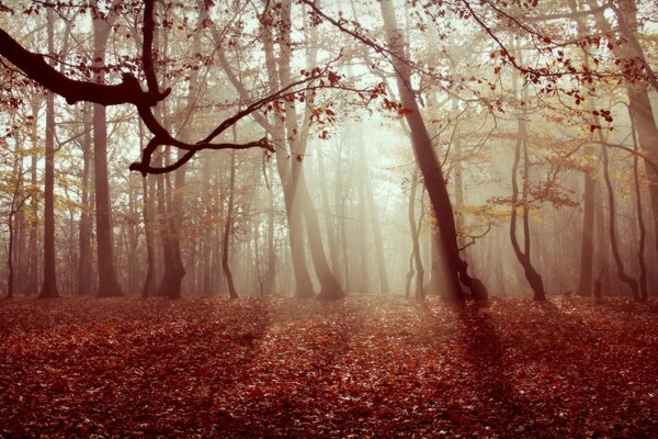 Una mañana brumosa en un bosque misterioso