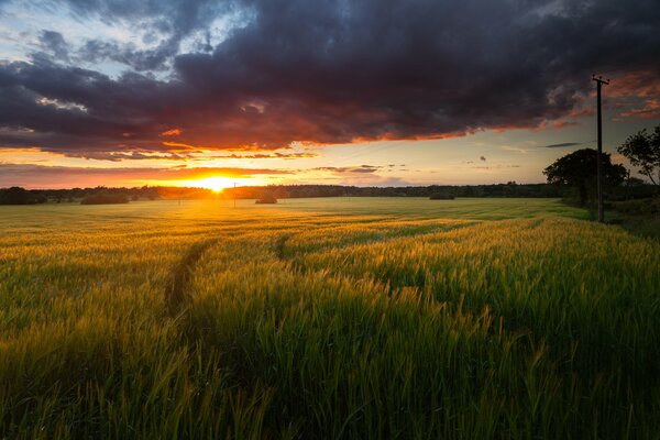 A green field in the rays of the rising sun