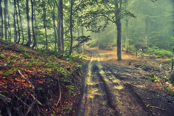 Strada nella foresta estiva