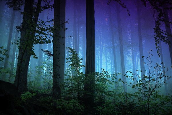 A foggy evening in a mysterious forest