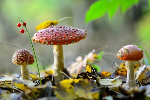 Fly agarics in autumn foliage nature trio