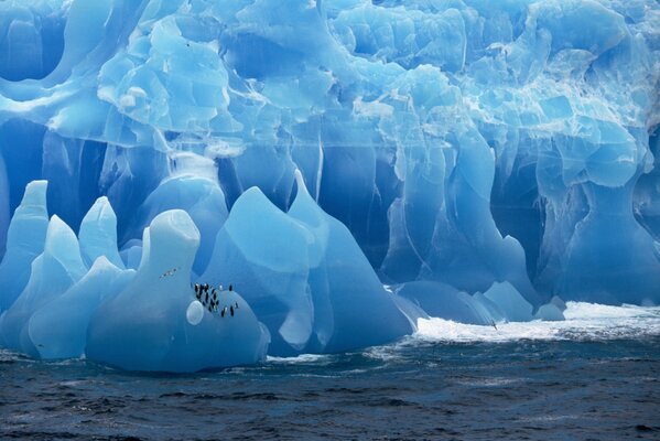 Penguins got out of the sea to rest on a glacier